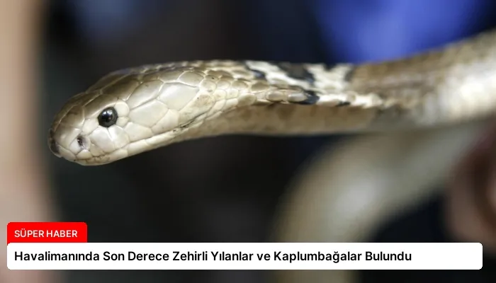 Havalimanında Son Derece Zehirli Yılanlar ve Kaplumbağalar Bulundu