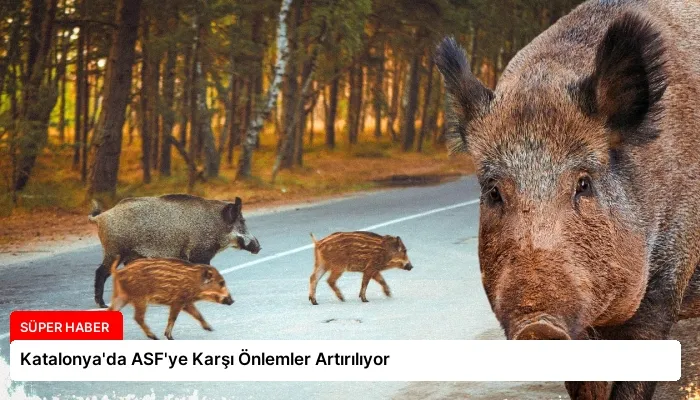 Katalonya’da ASF’ye Karşı Önlemler Artırılıyor