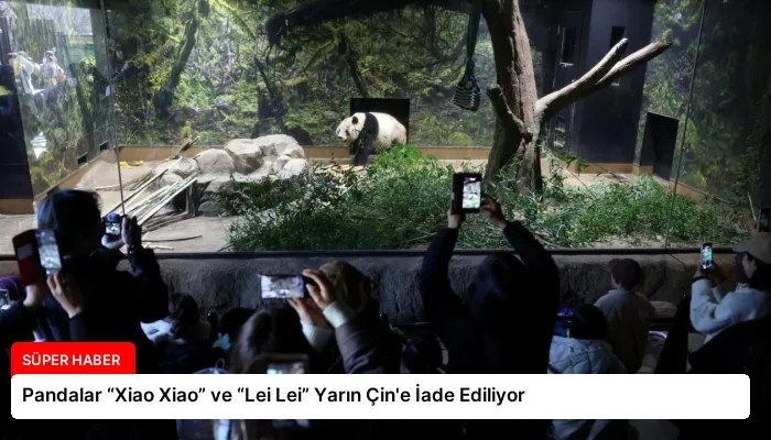 Pandalar “Xiao Xiao” ve “Lei Lei” Yarın Çin’e İade Ediliyor