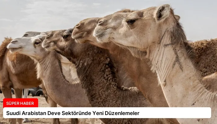 Suudi Arabistan Deve Sektöründe Yeni Düzenlemeler