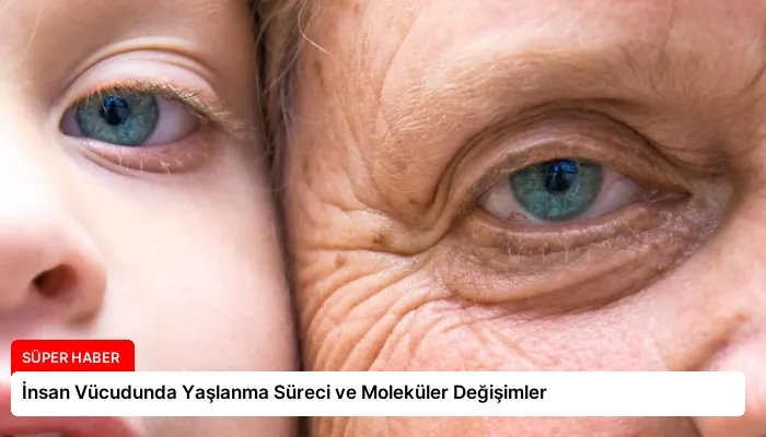İnsan Vücudunda Yaşlanma Süreci ve Moleküler Değişimler