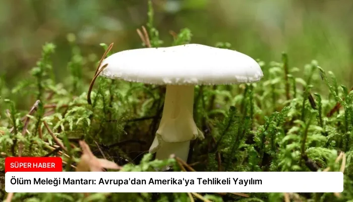Ölüm Meleği Mantarı: Avrupa’dan Amerika’ya Tehlikeli Yayılım
