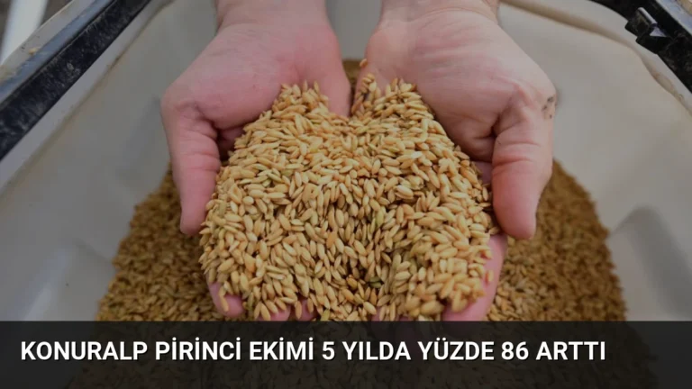 Konuralp Pirinci Ekimi 5 Yılda Yüzde 86 Arttı