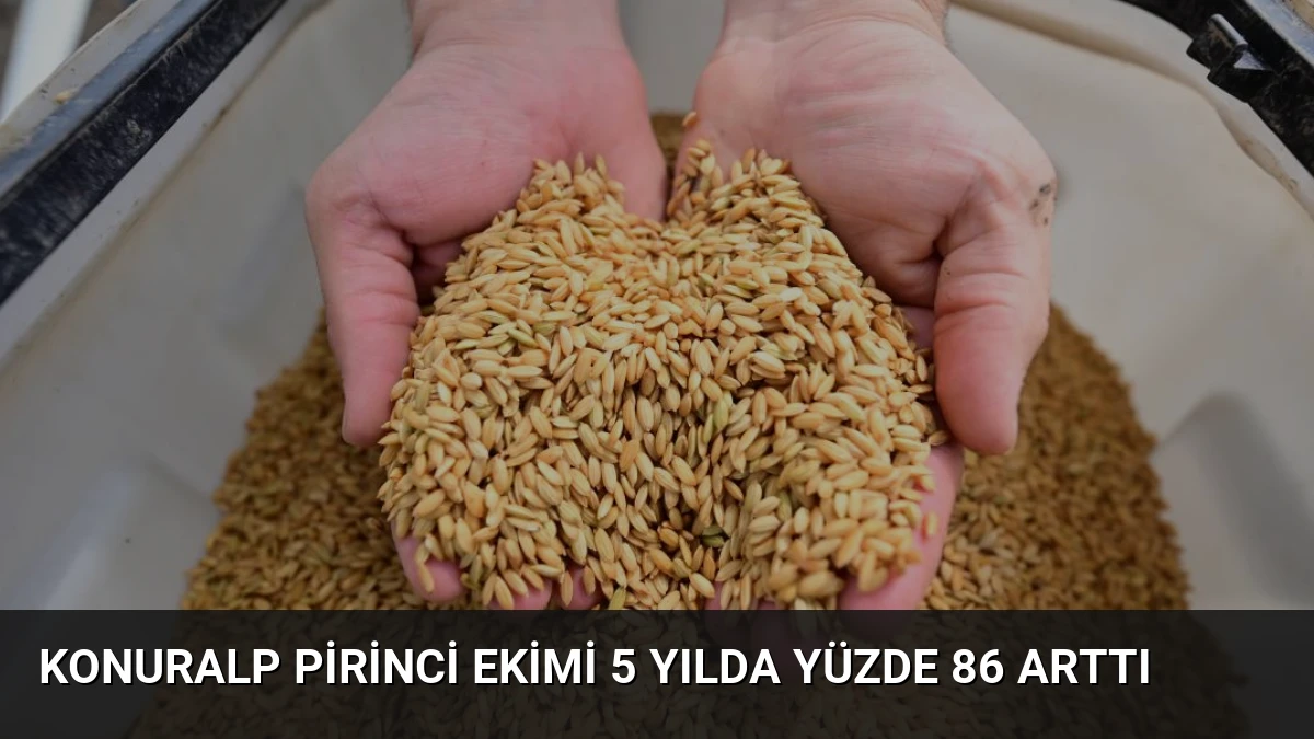 Konuralp Pirinci Ekimi 5 Yılda Yüzde 86 Arttı